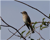 Spotted Flycatcher