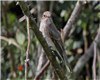 Spotted Flycatcher