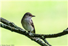 Spotted Flycatcher