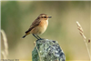 Whinchat