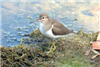 Common Sandpiper