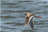 Redshank