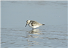 Sanderling