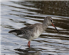 Spotted Redshank