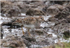 Pectoral Sandpiper