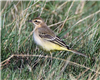 Yellow Wagtail