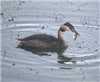 Great Crested Grebe