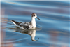 Grey Phalarope