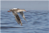 Spotted Redshank