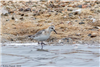 Sanderling