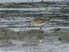 Curlew Sandpiper