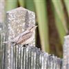 Wryneck