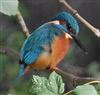 Kingfisher