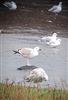 Caspian Gull