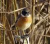 Stonechat