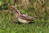 Wryneck