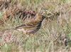 Meadow Pipit