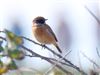 Stonechat