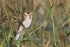 Reed Bunting