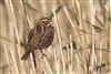 Reed Bunting