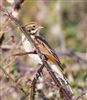 Reed Bunting