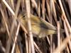 Willow Warbler