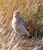 Wheatear