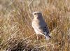 Wheatear