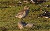 Water Pipit