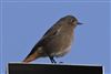 Black Redstart