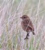 Stonechat