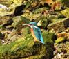 Photo of Kingfisher at Langstone Harbour, Hampshire. Taken by Linda Garner-Langham on 10th November 2019.