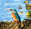 Photo of Kingfisher at Langstone Harbour, Hampshire. Taken by Linda Garner-Langham on 10th November 2019.