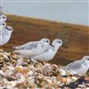 Sanderling