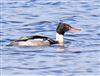 Red-breasted Merganser