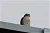 Sparrowhawk