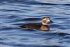 Long-tailed Duck