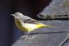 Grey Wagtail