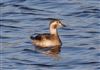 Long-tailed Duck