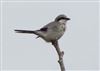 Great Grey Shrike