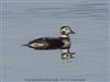 Long-tailed Duck