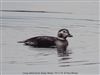 Long-tailed Duck