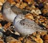 Sanderling