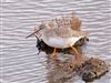 Spotted Redshank