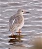 Spotted Redshank