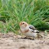 Snow Bunting