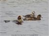 Long-tailed Duck