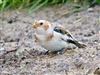 Snow Bunting