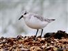 Sanderling