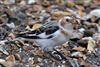 Snow Bunting